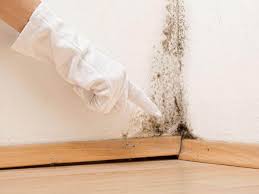 Reliable Somerton, AZ Mold Inspection Solutions